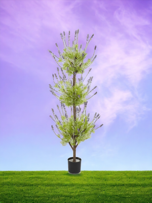 Lavender Plants