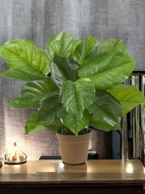 Philodendron Plants