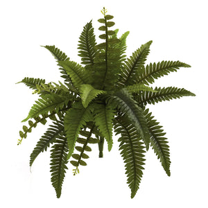 Fern Plants