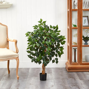 Ficus