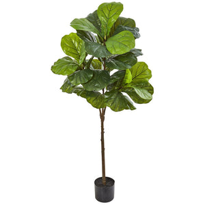 Fiddle leaf