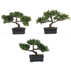 Bonsai Trees