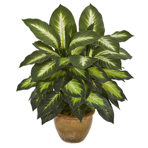 Dieffenbachia Plants