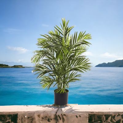 2.5' Areca Palm Tree UV Resistant (Indoor/Outdoor)