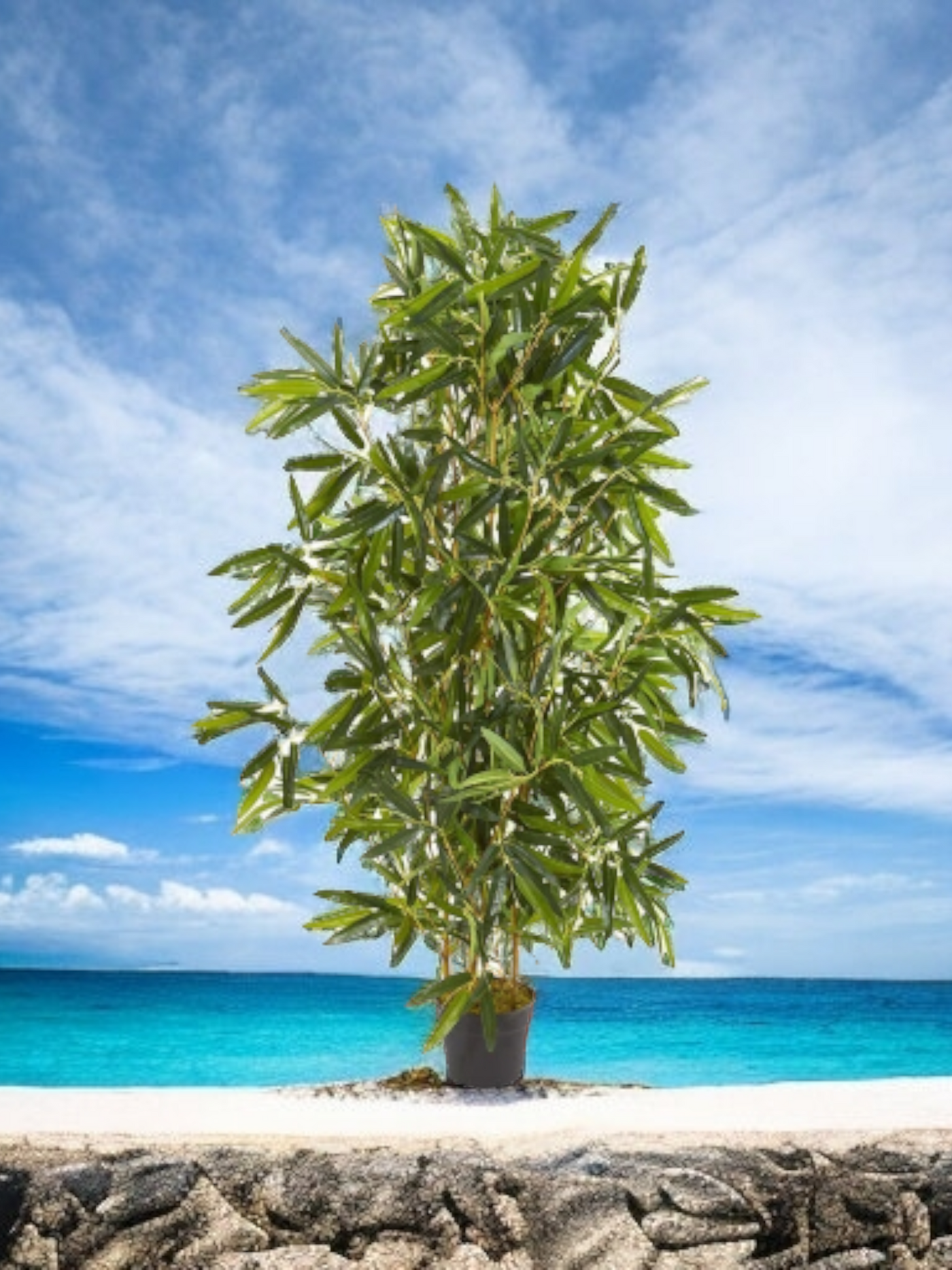 4' Bamboo Tree UV Resistant (Indoor/Outdoor)