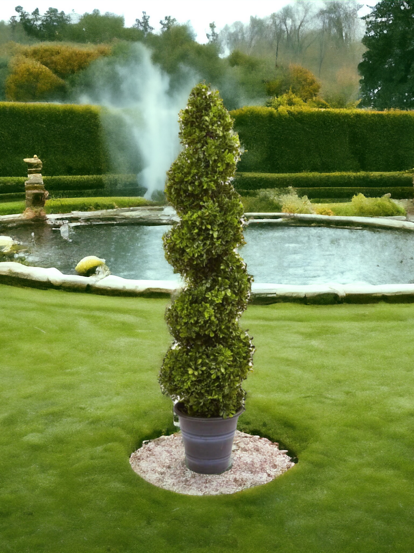 Boxwood Spiral Topiary with Planter (Indoor/Outdoor)