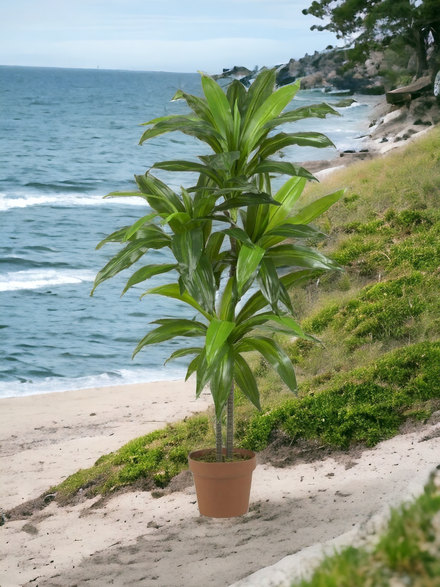 48" Dracaena Silk Plant (Real Touch)