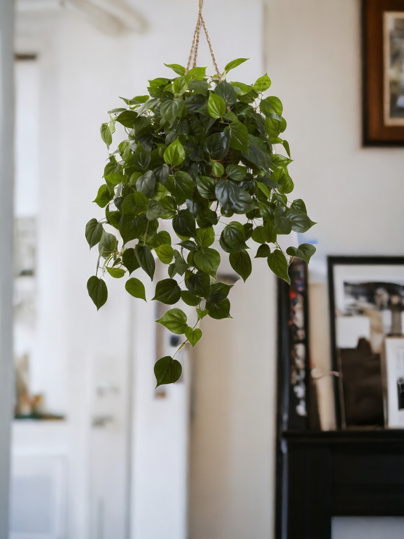 Philodendron Hanging Basket UV Resistant (Indoor/Outdoor)