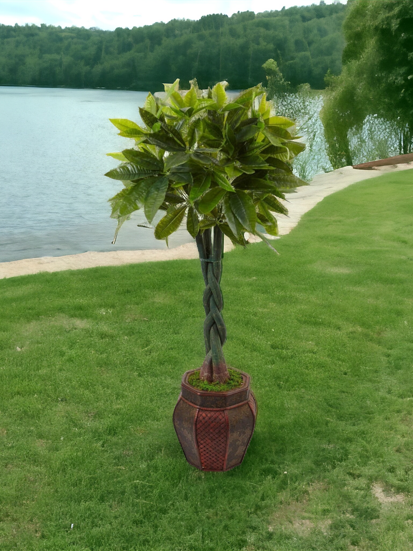 4.5’ Money Tree in Planter