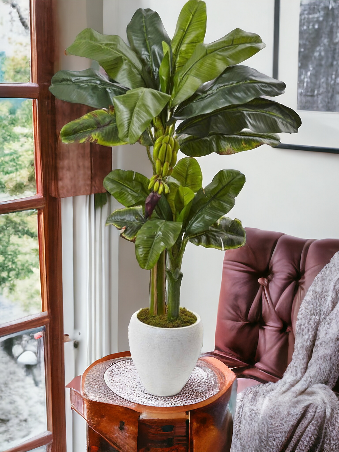 5’ Double Stalk Banana Tree in White Planter