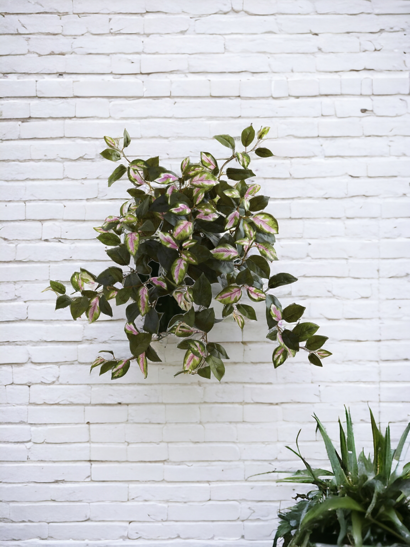 21” Hoya Hanging Bush (Set of 4)