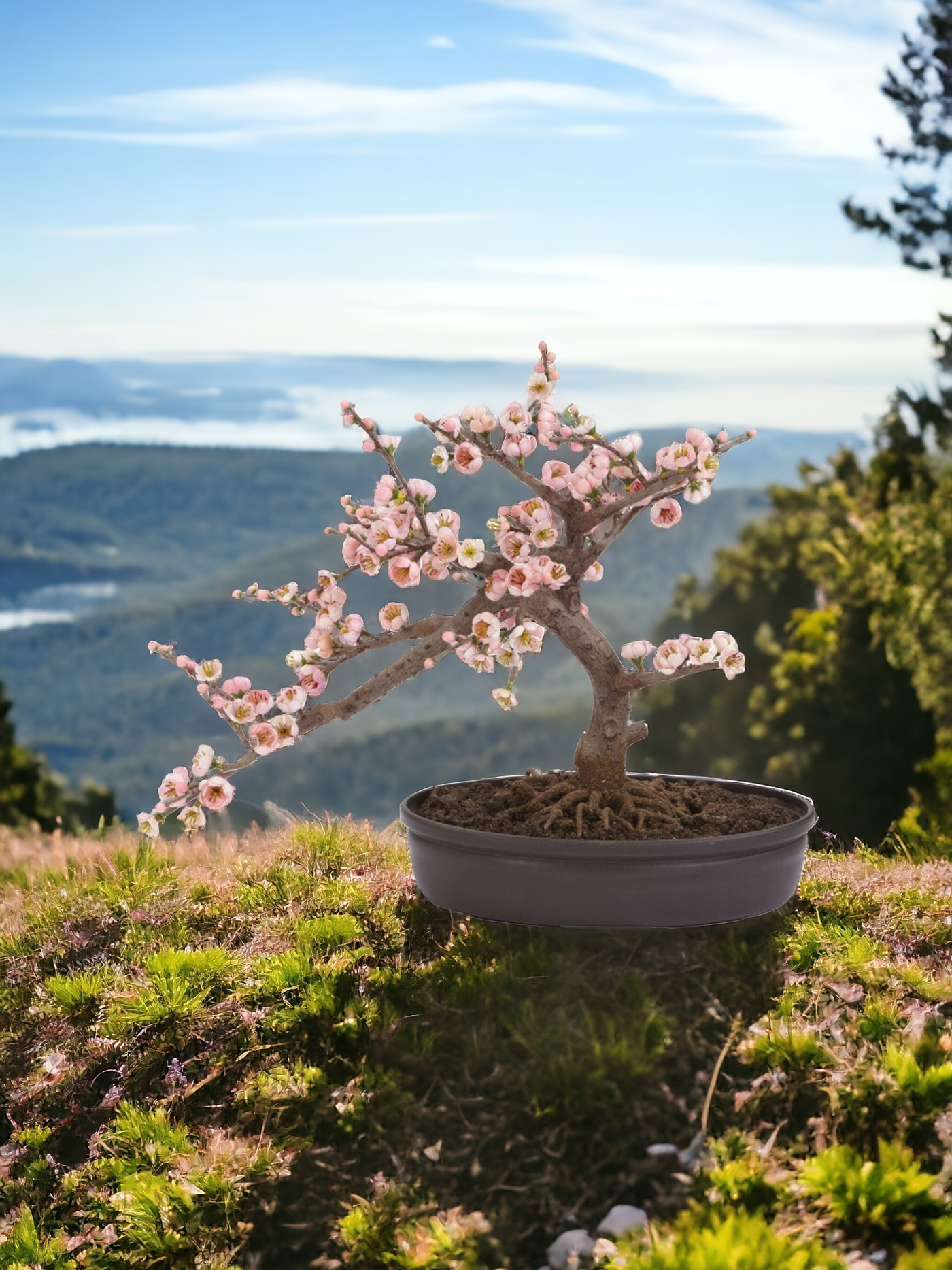 Cherry Blossom Bonsai Silk Tree