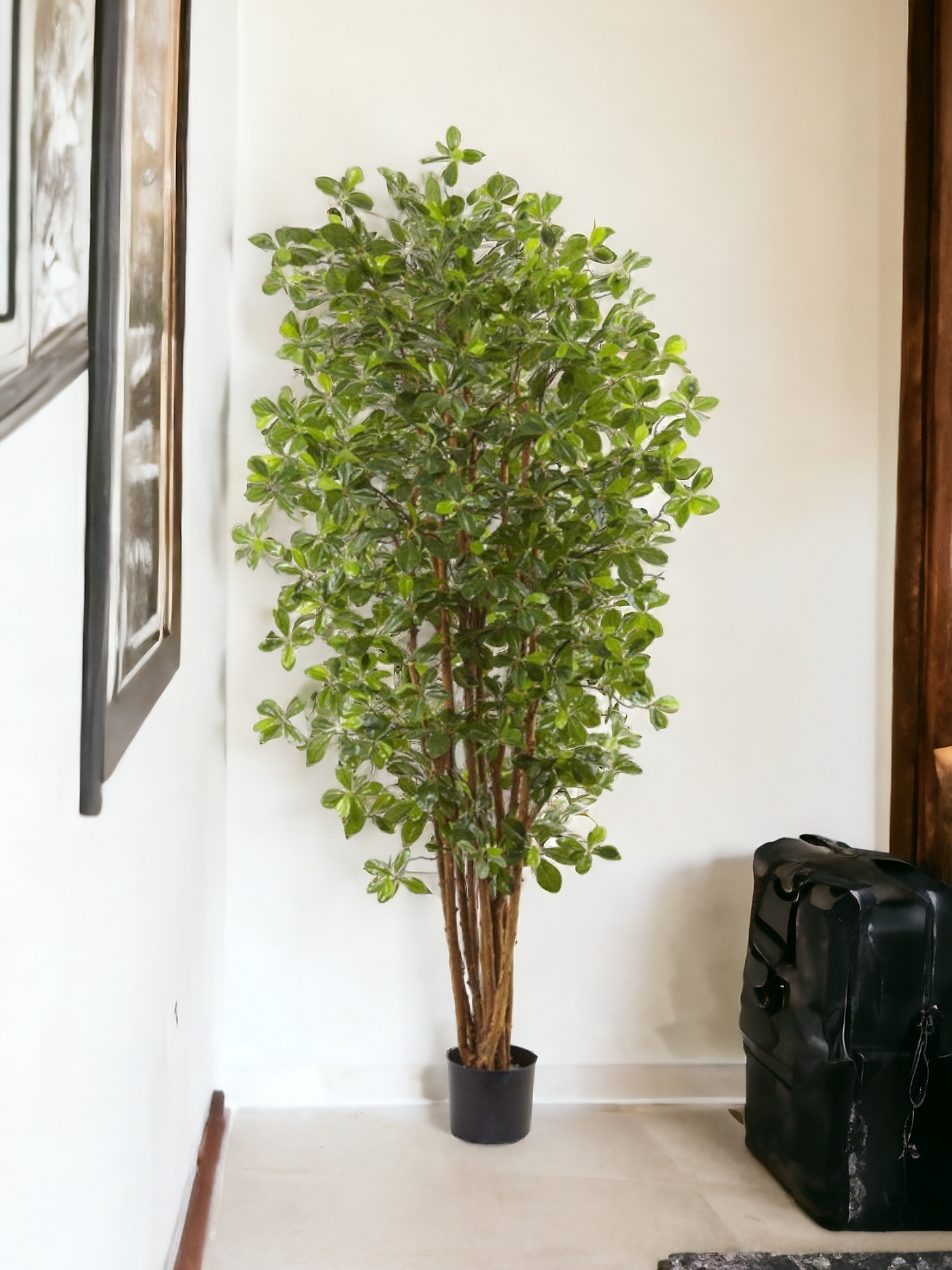 6’ Black Olive Silk Tree