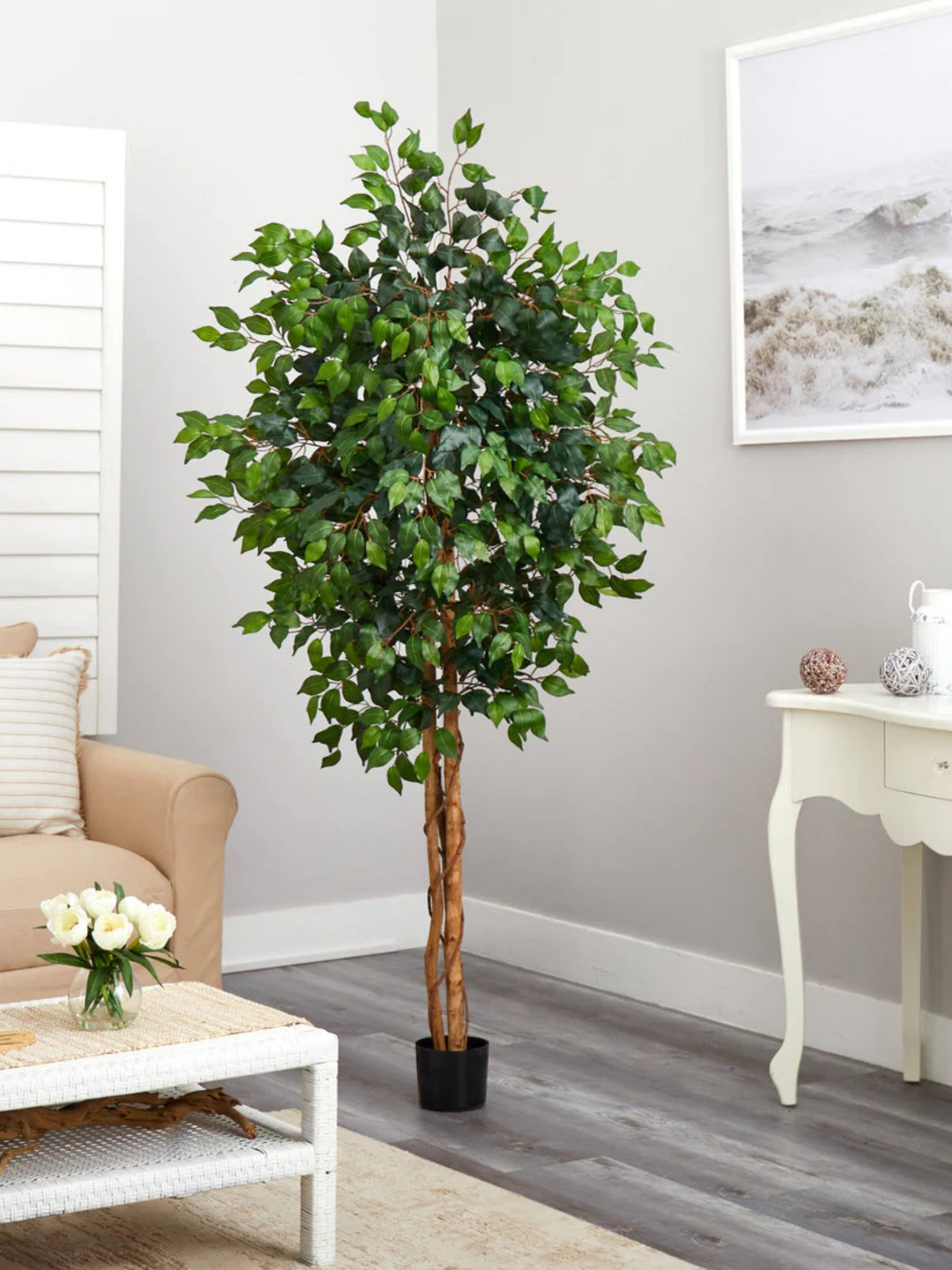 6' Ficus Silk Tree