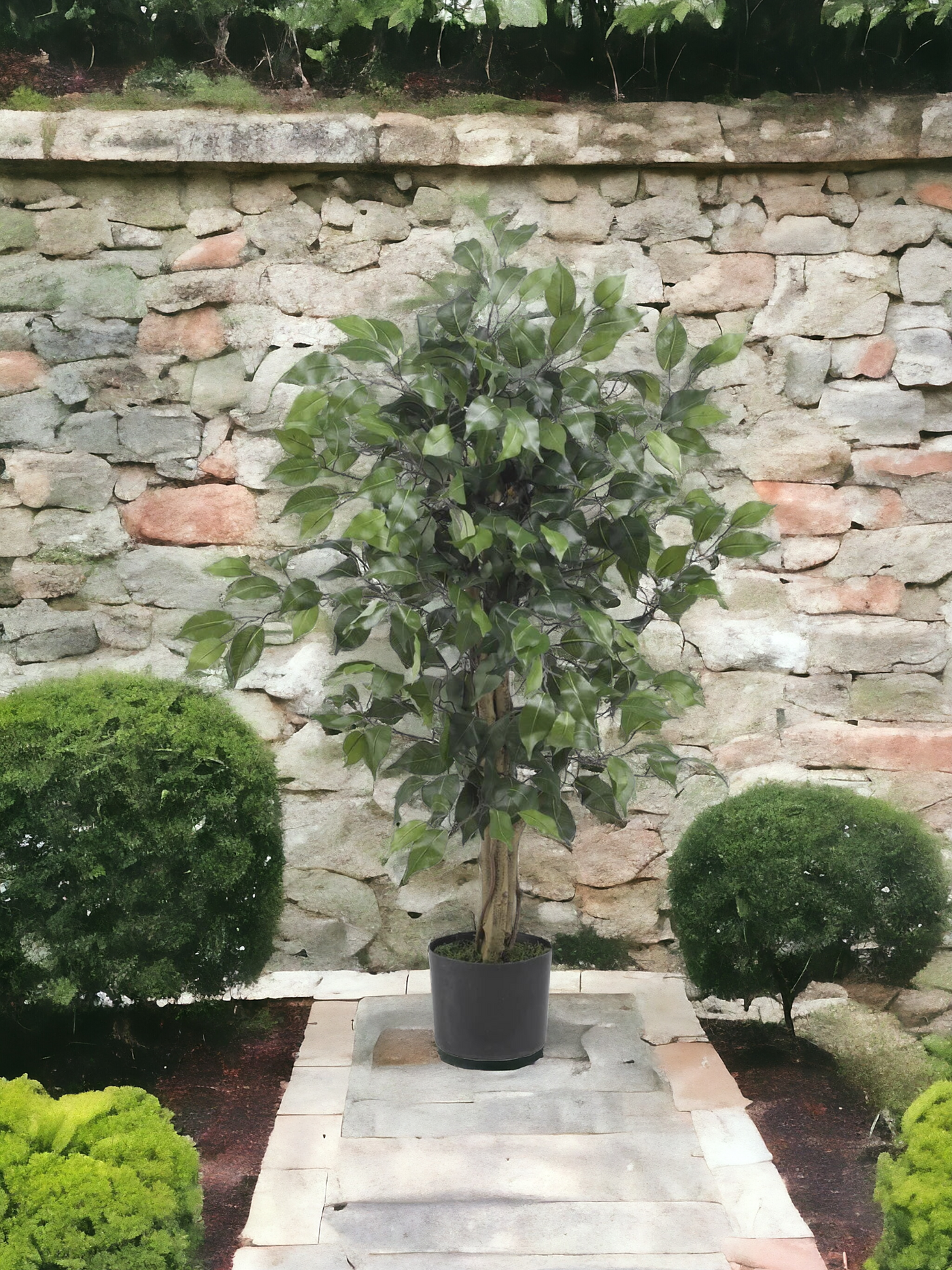 3' Ficus Silk Tree