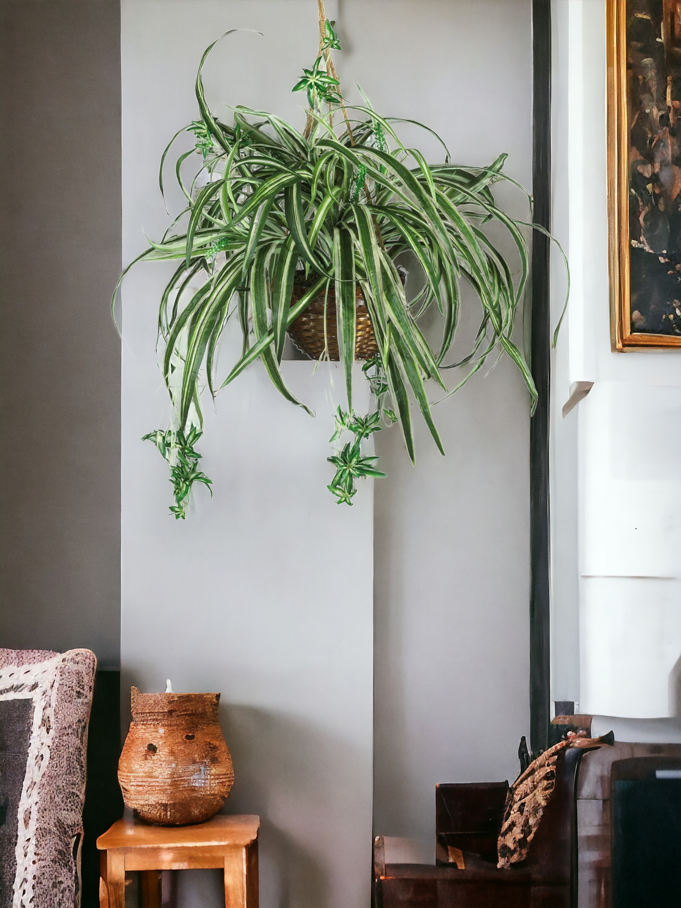 Spider Hanging Basket Silk Plant