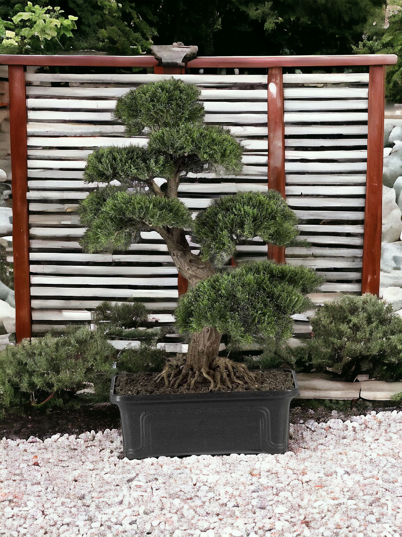 Cedar Bonsai 24" Silk Plant"