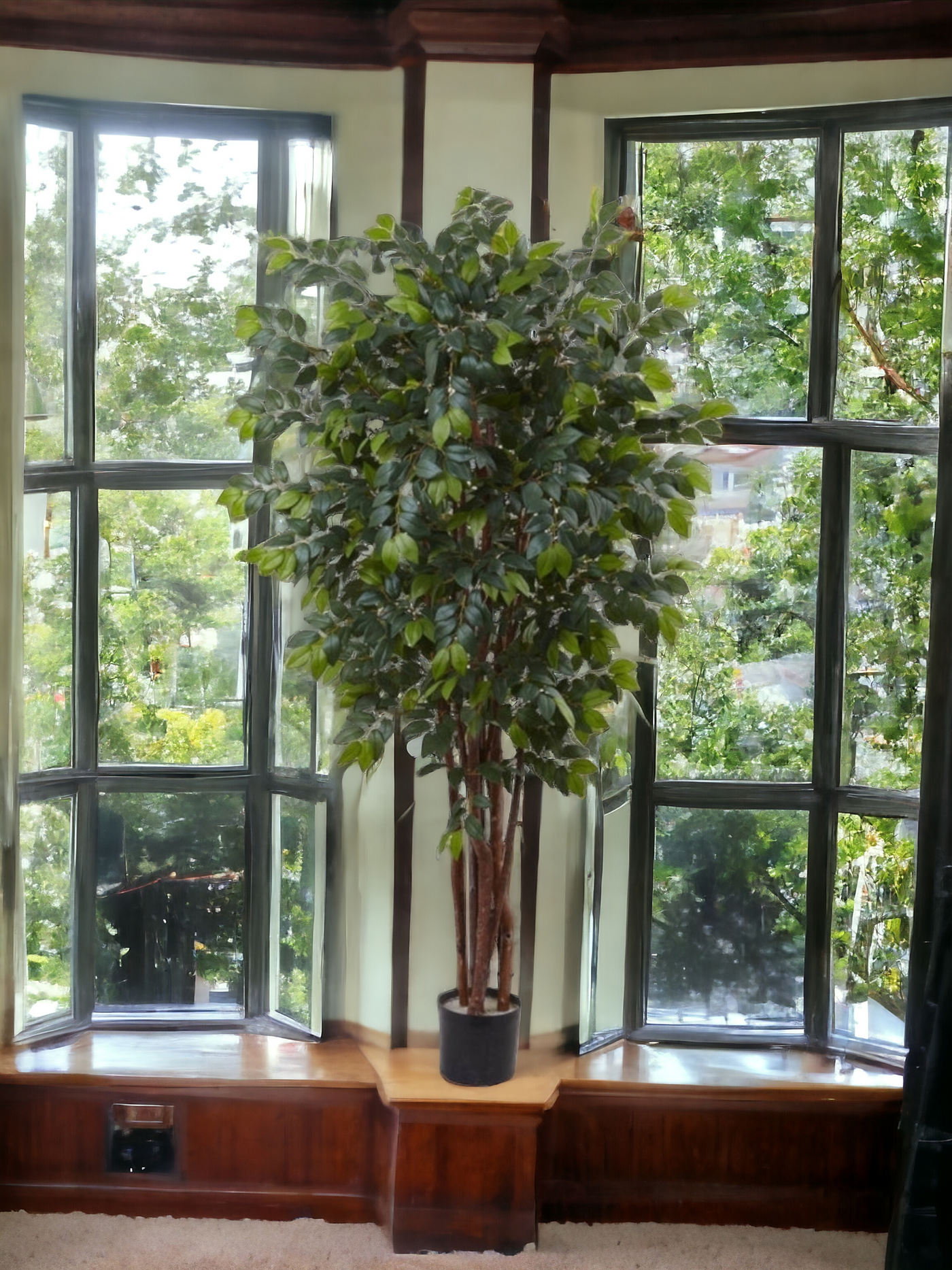 7’ Sakaki Silk Tree