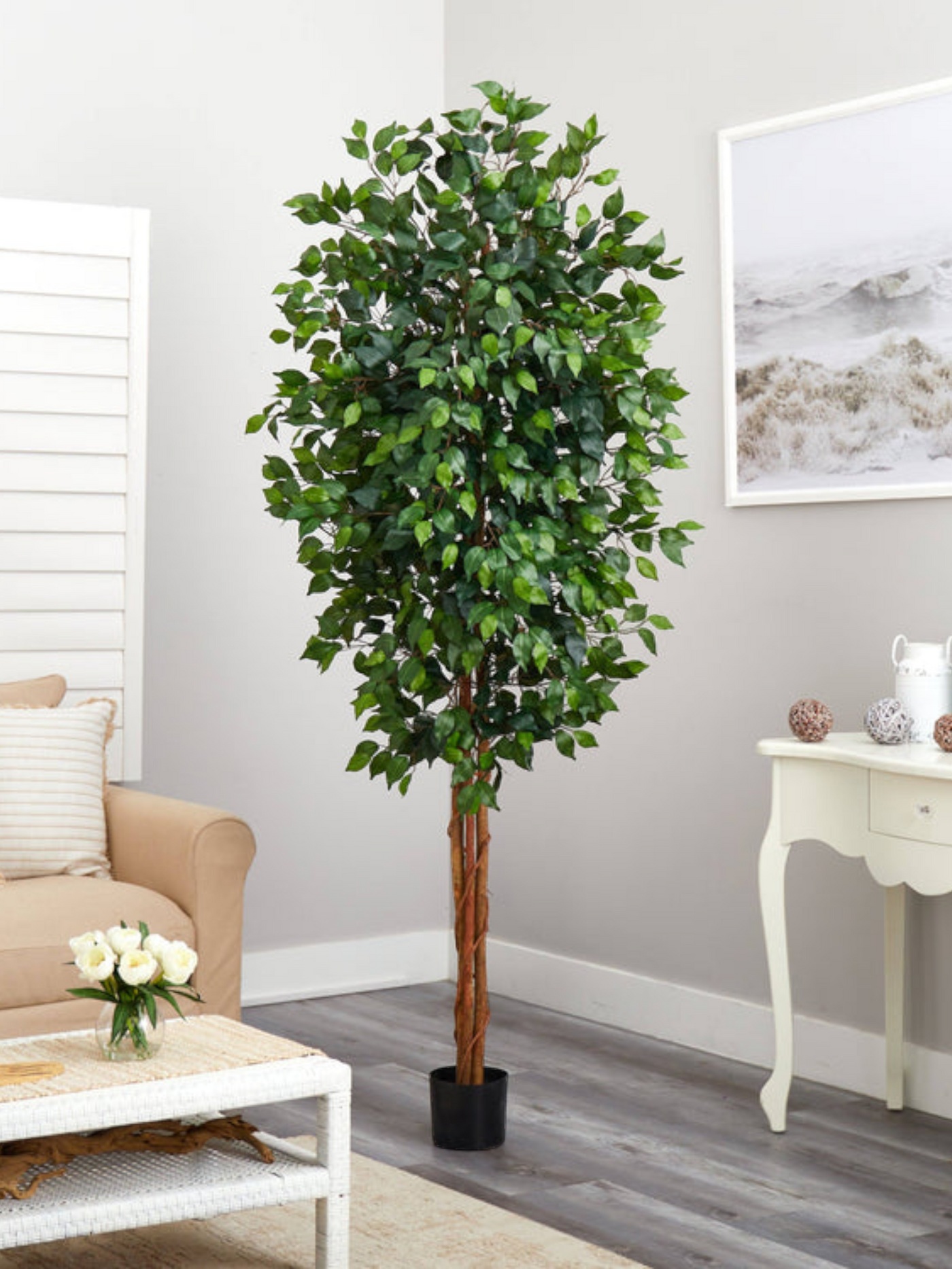 7' Ficus Silk Tree