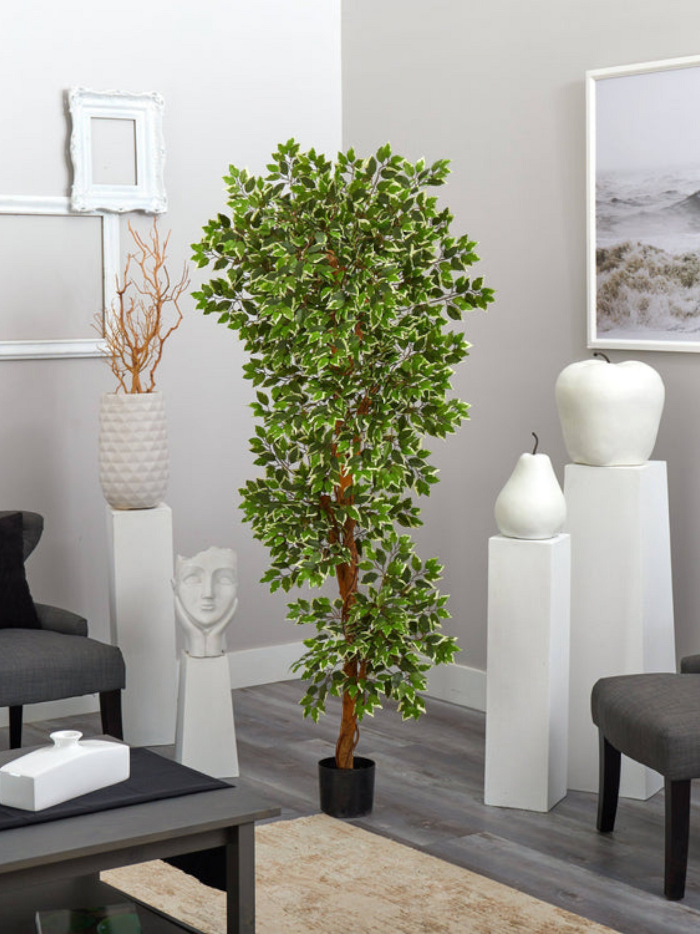 6’ Variegated Ficus Tree