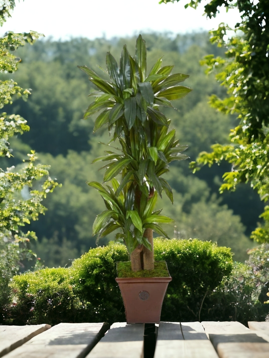 57” Corn Stalk Dracaena Artificial Plant in Brown Planter (Real Touch)