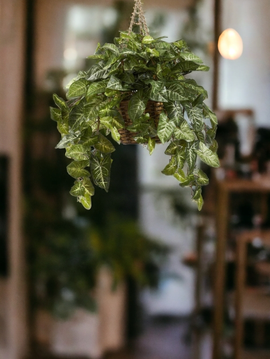 Nepthytis Hanging Basket