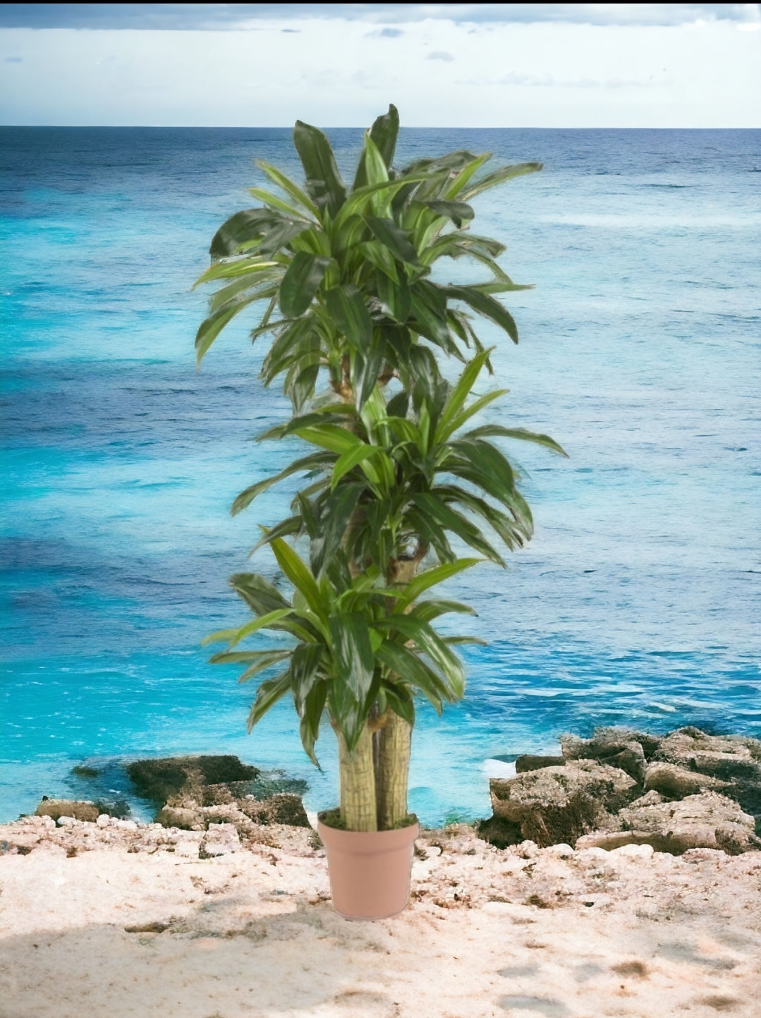 Corn Stalk Dracaena Silk Plant (Real Touch)