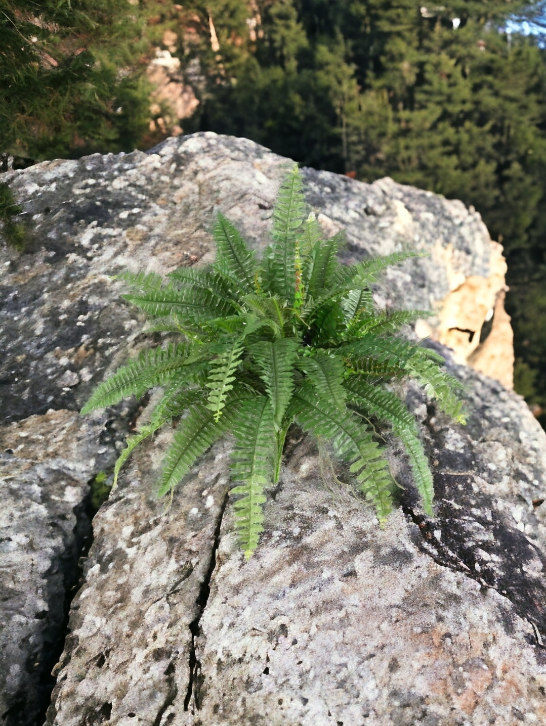 40” Artificial Boston Fern (Set of 2)