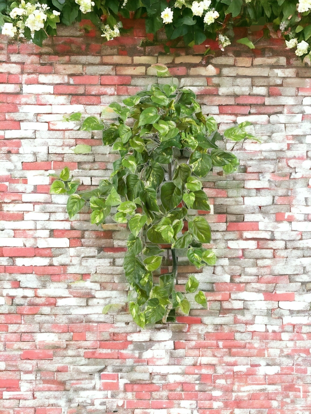 40” Pothos Hanging Bush (Set of 3)