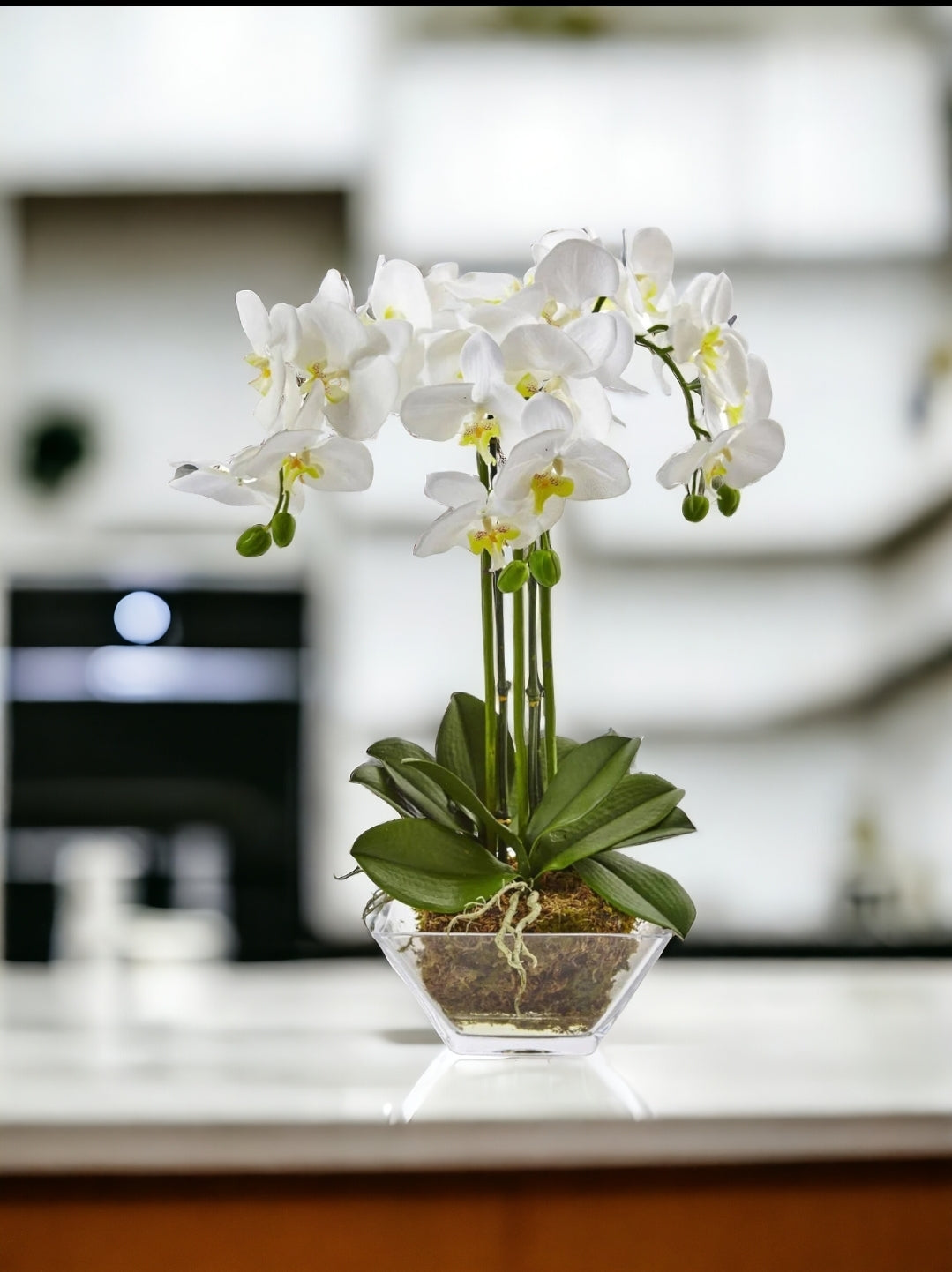 Triple Phalaenopsis Orchid in Glass Vase