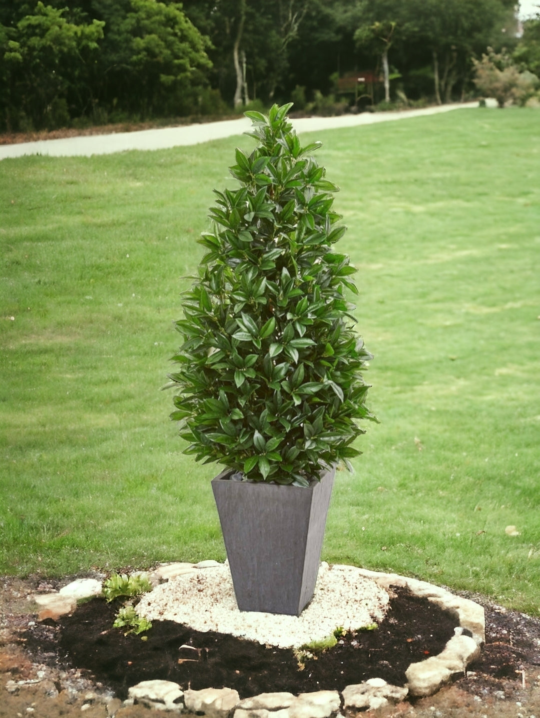 57” Bay Leaf Cone Topiary Tree in Slate Planter (Indoor/Outdoor)