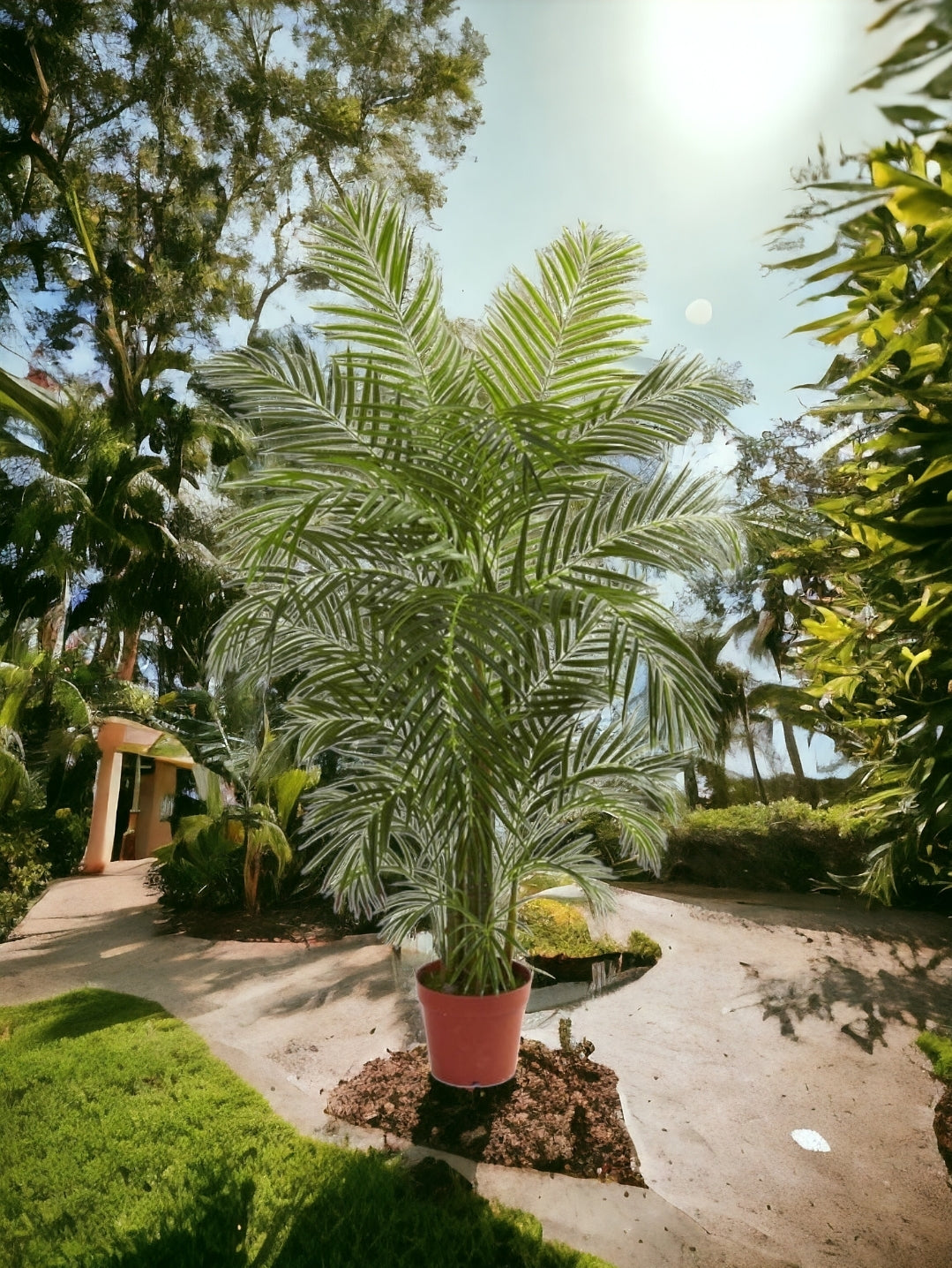 4.5' Areca Palm UV Resistant (Indoor/Outdoor)