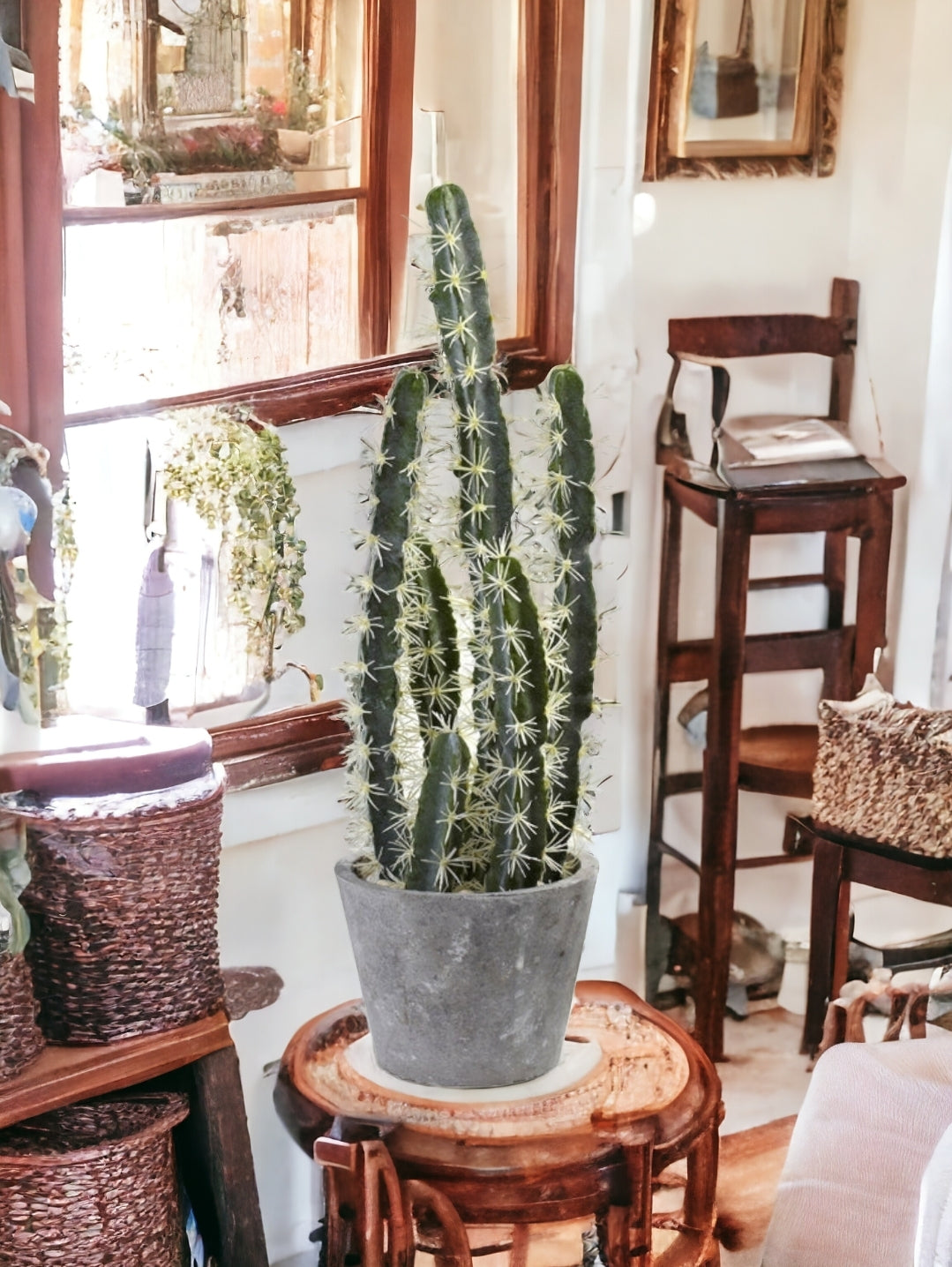 Decorative Cactus Garden w/Cement Planter