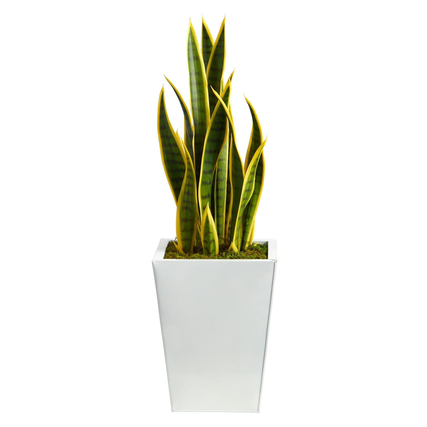 31” Sansevieria Artificial Plant in Black or White Metal Planter