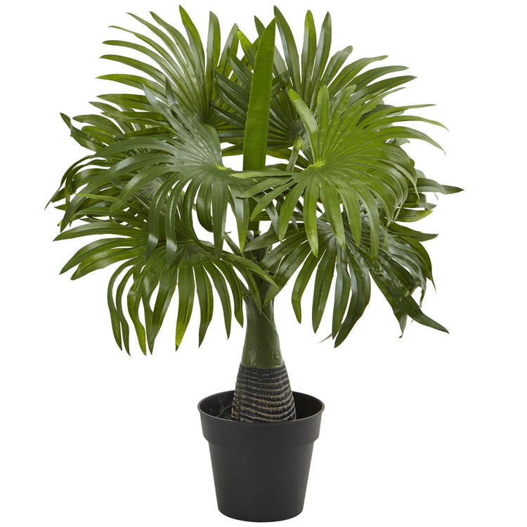 Areca, Fountain & Banana Palm (Set of 3)