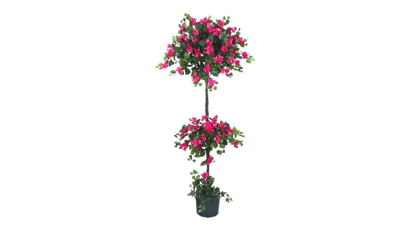 5' Mini Bougainvillea Topiary