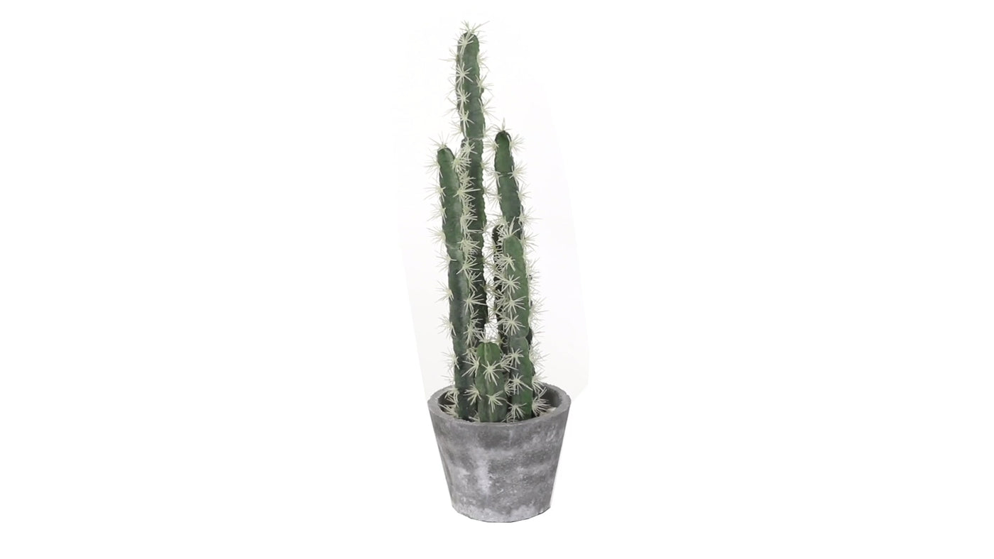 Decorative Cactus Garden w/Cement Planter