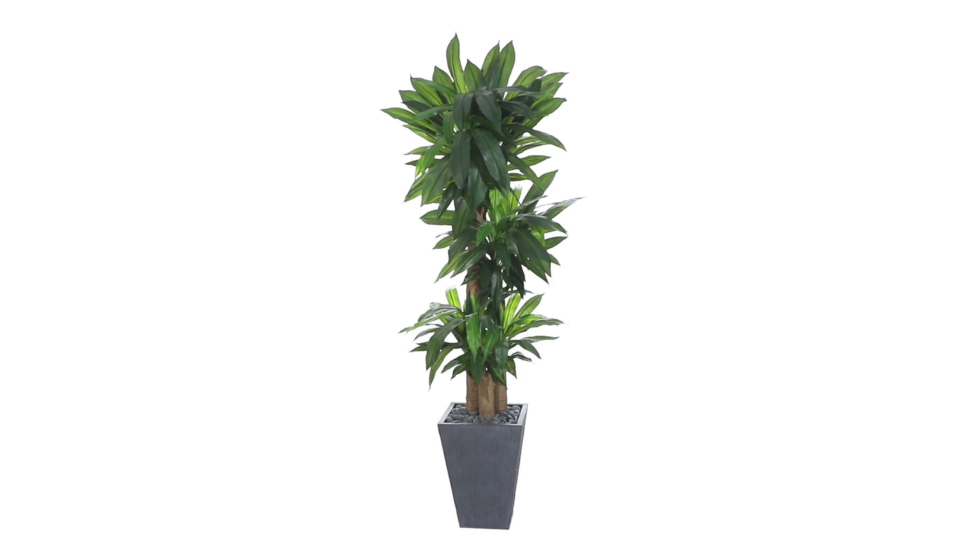 5.5’ Cornstalk Dracaena Artificial Plant in Slate Planter (Real Touch)