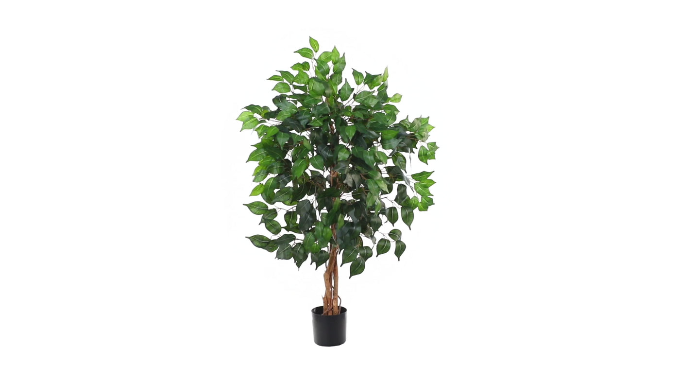 3' Ficus Silk Tree