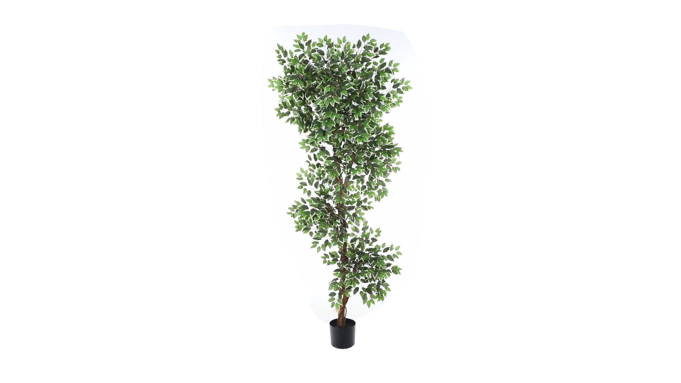 6’ Variegated Ficus Tree