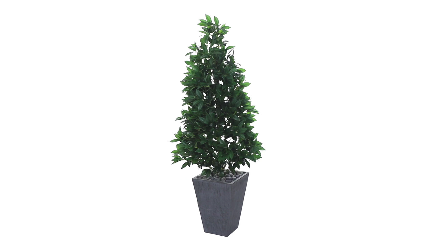 57” Bay Leaf Cone Topiary Tree in Slate Planter (Indoor/Outdoor)