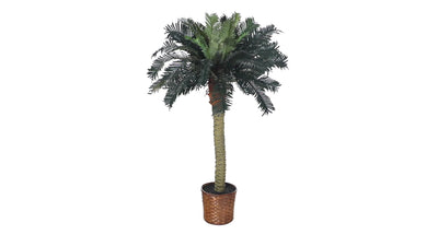 4' Sago Silk Palm Tree