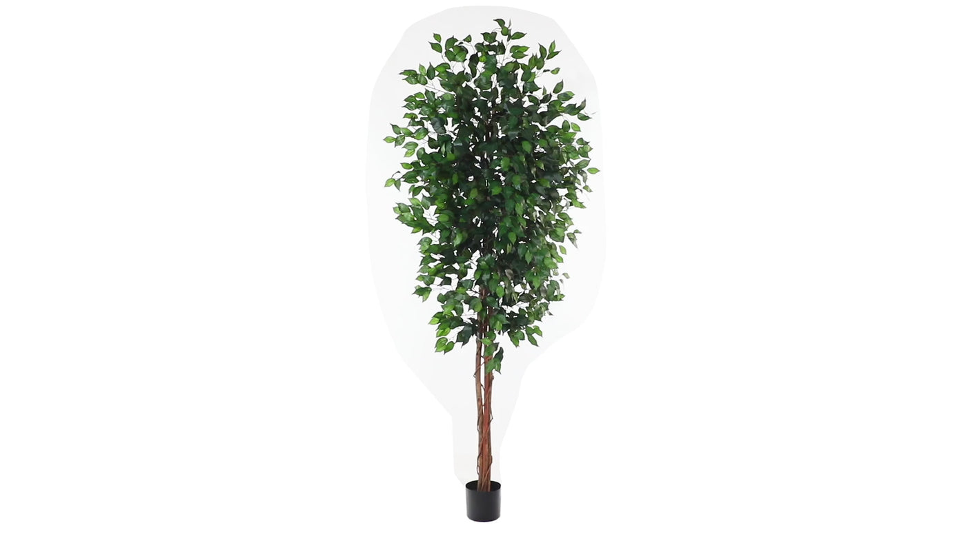 7' Ficus Silk Tree