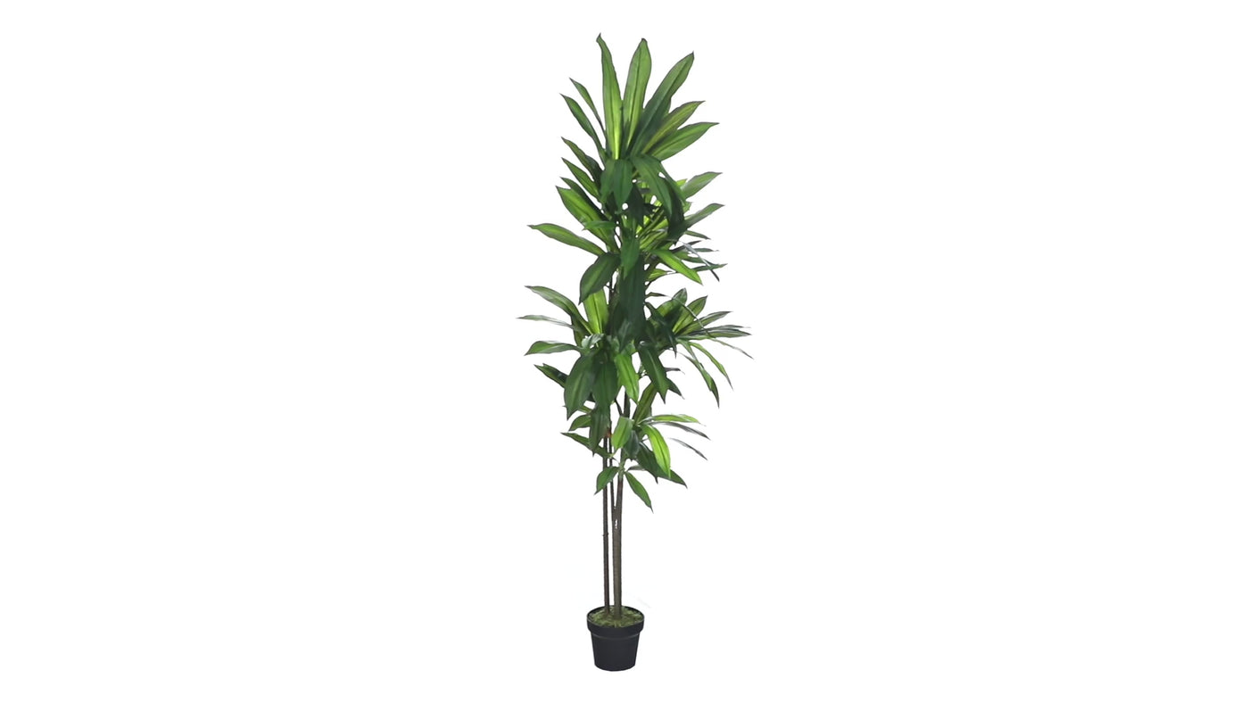 6’ Dracaena Silk Plant (Real Touch)