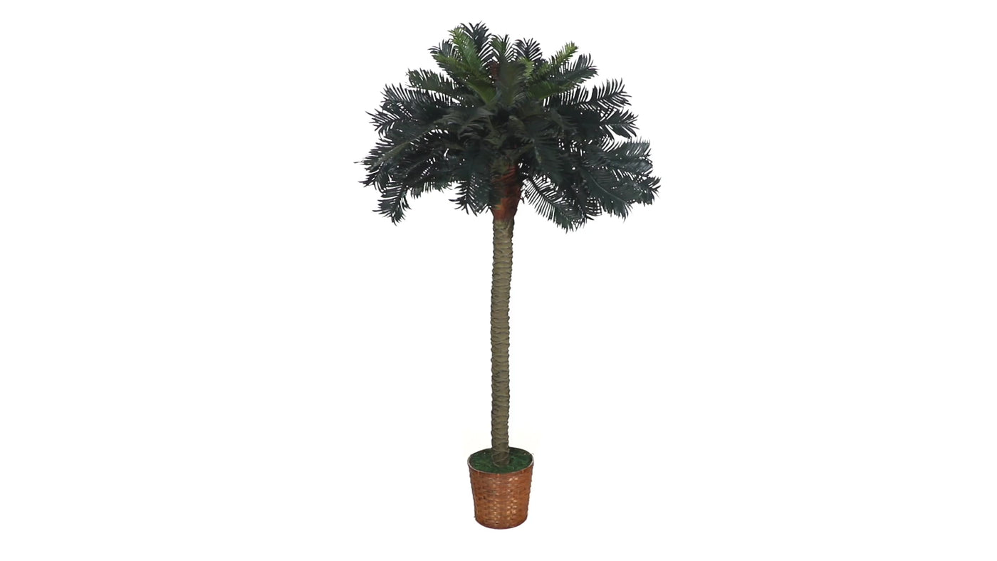 6' Sago Palm Silk Tree