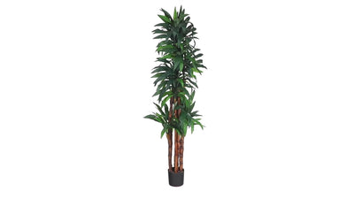 6.5’ Dracaena Tree