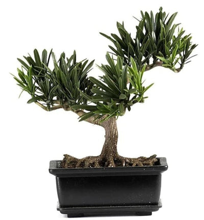 8.5" Bonsai Silk Plant Collection (Set of 3)"